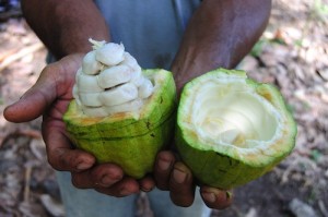 open pod, showing white cacao seeds, which is how chocolate is made